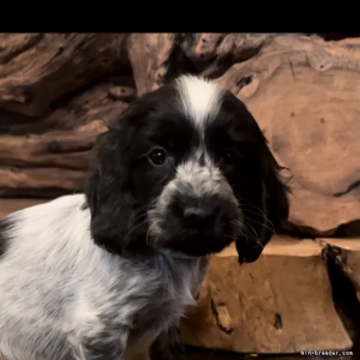 カンカン 様のお迎えした子犬