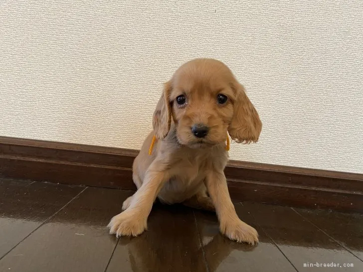 ID:2011-01673の子犬