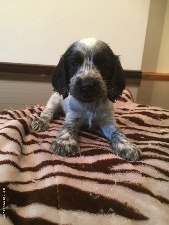 ID:1803-00187の子犬