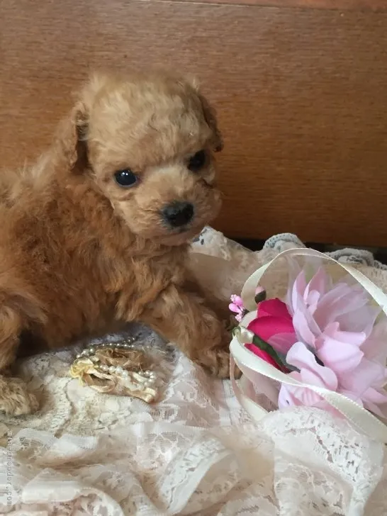 ID：1903-01666の子犬