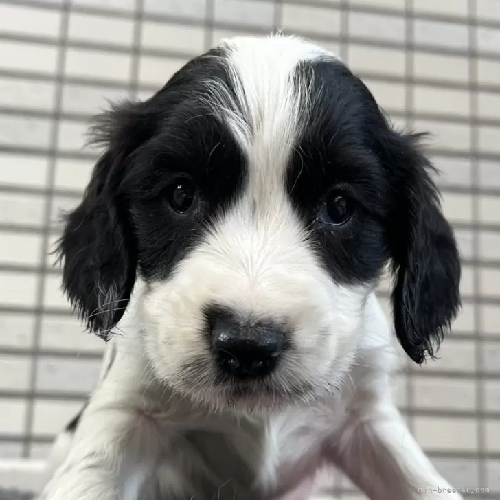 ID:2401-05113の子犬