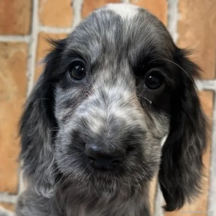 ID:2304-04544の子犬