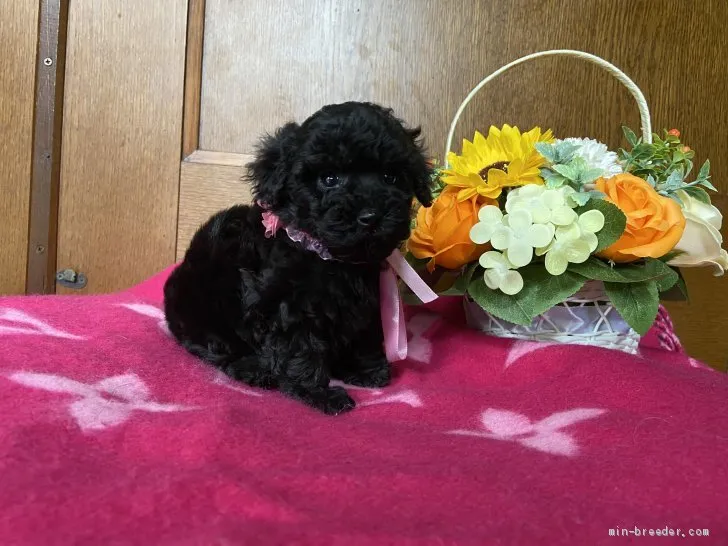 ID:2005-00810の子犬
