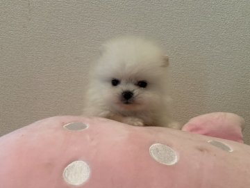 ポメラニアン【兵庫県・男の子・2021年4月8日・クリーム】の写真「フワモコな小さな男の子」