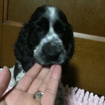 イングリッシュコッカースパニエル【兵庫県・女の子・2018年12月19日・ブルーローン】の写真「ブルーローンの女の子」