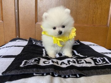 ポメラニアン【兵庫県・男の子・2020年2月12日・クリーム】の写真「フワフワモコモコの男の子」