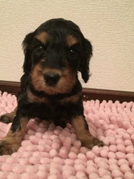 イングリッシュコッカースパニエル【兵庫県・女の子・2018年11月13日・ブラックタン】の写真「可愛いタンちゃん」