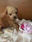 タイニープードル【兵庫県・男の子・2019年2月10日・アプリ】の写真1「おメメクリクリな男の子」