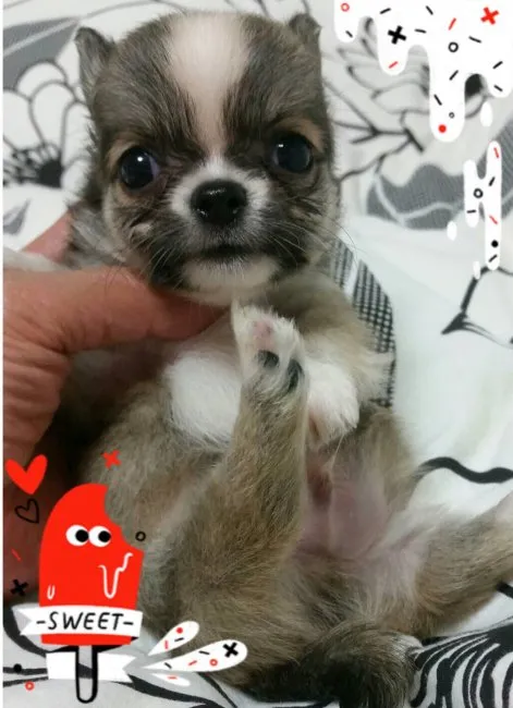 ID：1607-02101の子犬