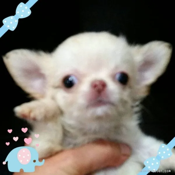 ID：1507-01755の子犬