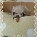 チワワ(ロング)【愛媛県・男の子・2015年9月17日・クリーム】の写真1