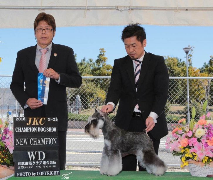 JKCチャンピオン　CN　エイト｜撫養　香織(むや　かおり)ブリーダー(大阪府・ミニチュアシュナウザーなど・JKC/KCジャパン登録)の紹介写真1