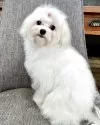 マルチーズ【大阪府・女の子・2025年3月21日・ホワイト】の写真11