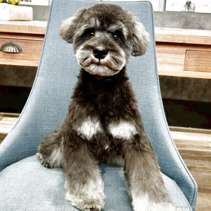 ブリーダー画像