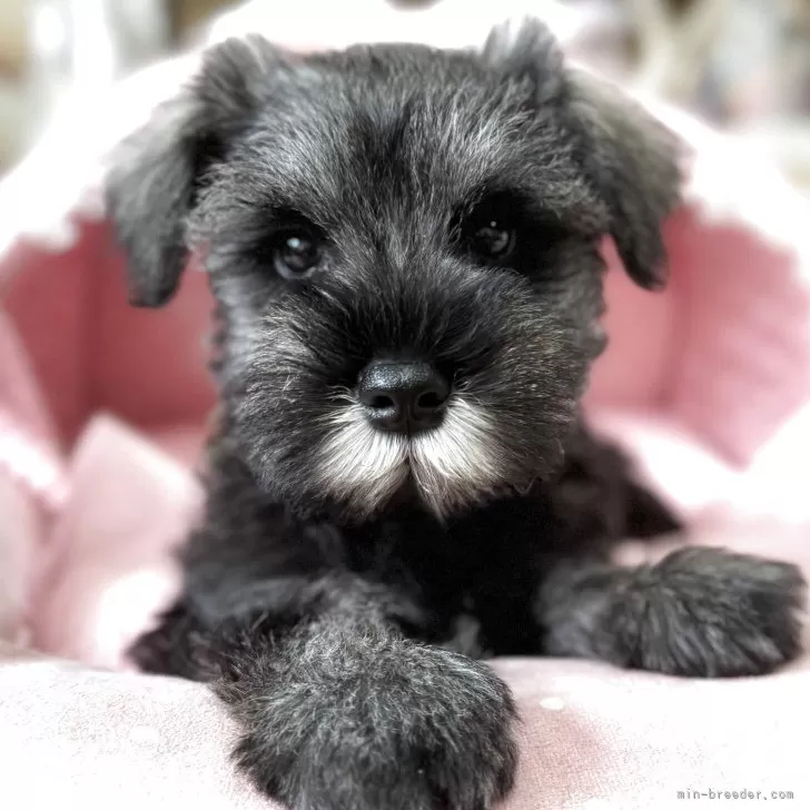S.Y 様のお迎えした子犬