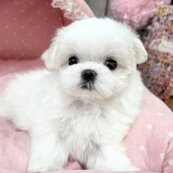 M.N 様のお迎えした子犬