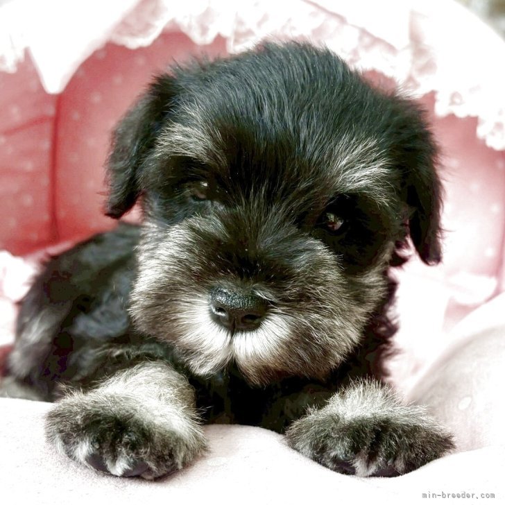 ブリーダー画像