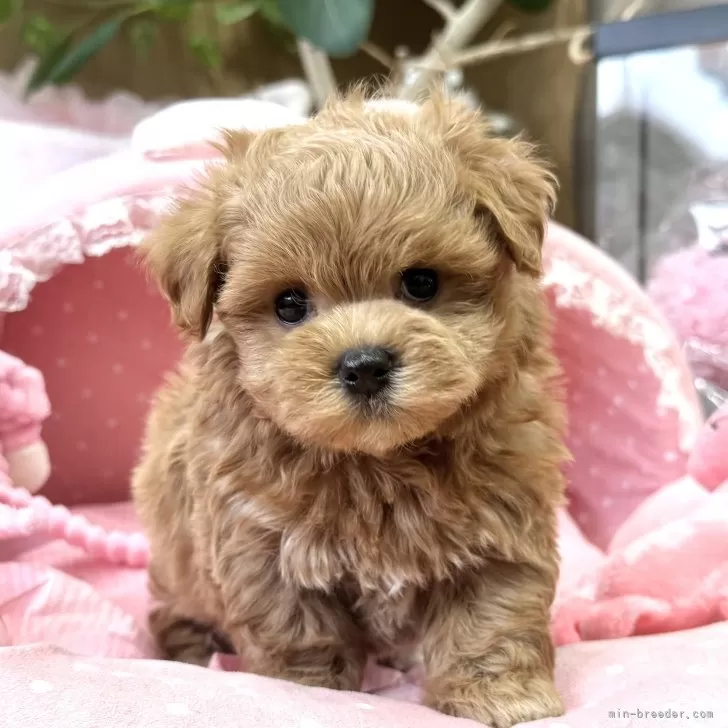 sontaku 様のお迎えした子犬