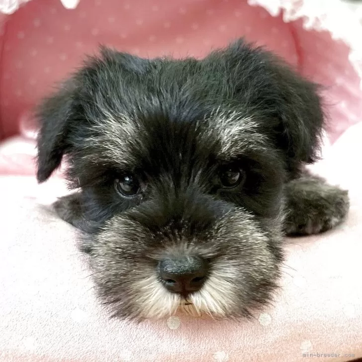 ID:2508-04268の子犬