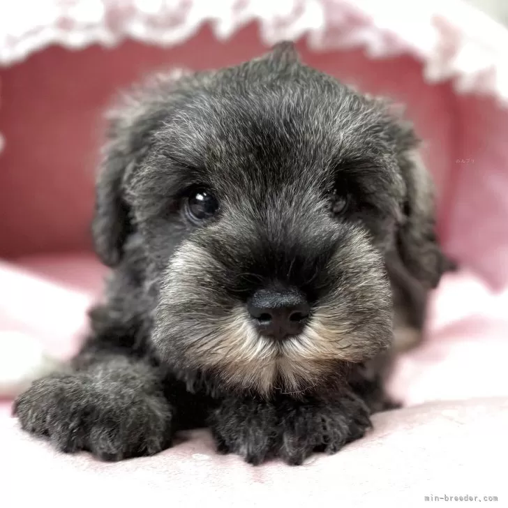 ID:2507-07532の子犬