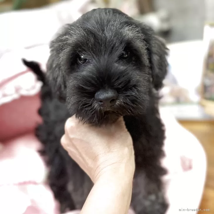 ミニチュアシュナウザー【大阪府・男の子・2025年6月29日・ソルト&amp;ペッパー】の写真1