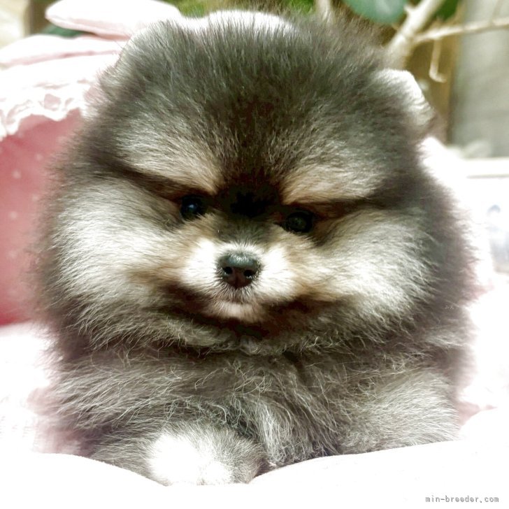 ブリーダー画像