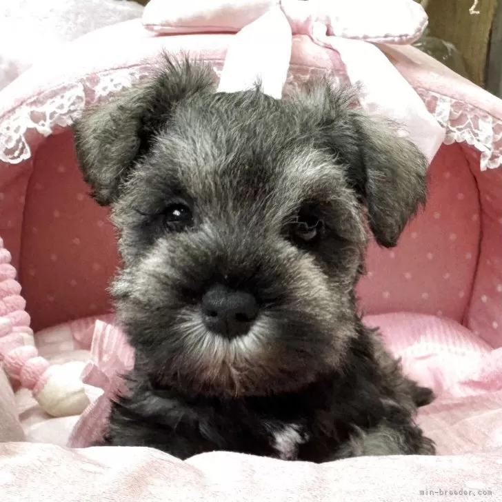 ID:2506-00747の子犬