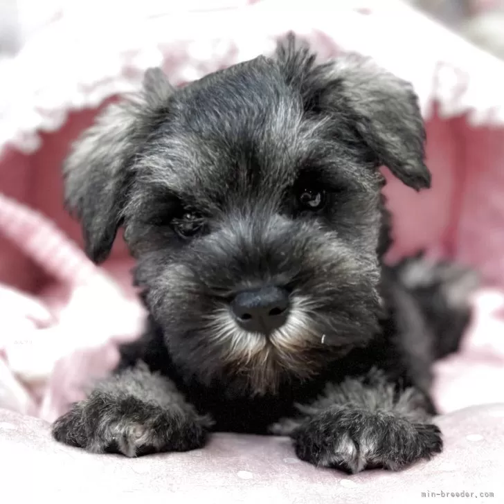 ID：2508-03569の子犬