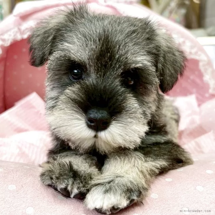 T.R 様のお迎えした子犬