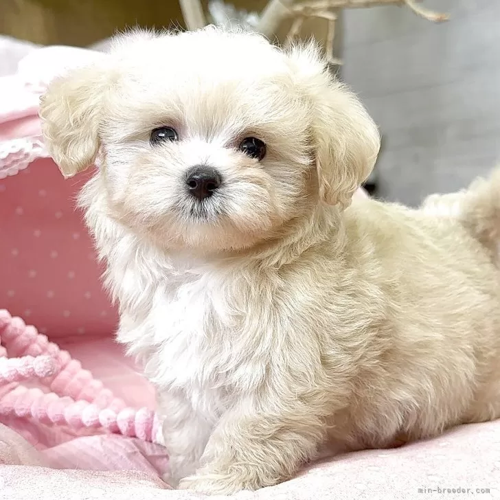ID:2506-04533の子犬