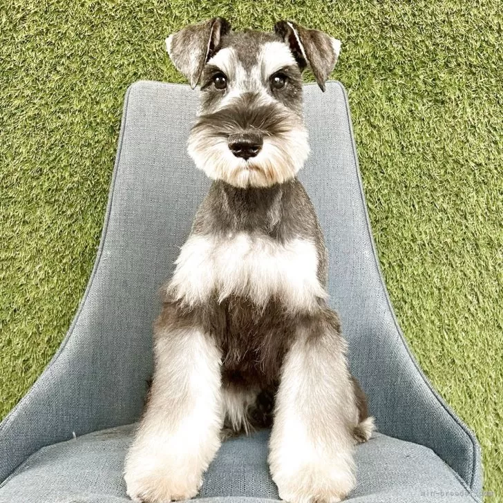 ミニチュアシュナウザー【大阪府・男の子・2025年6月29日・ソルト&amp;ペッパー】の写真1