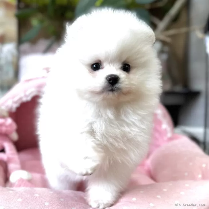 M.K 様のお迎えした子犬