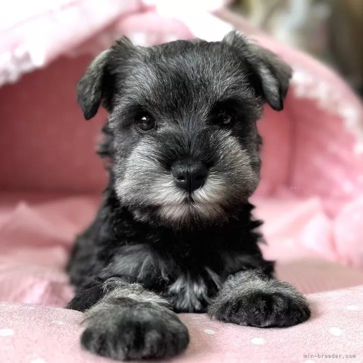 S.H 様のお迎えした子犬