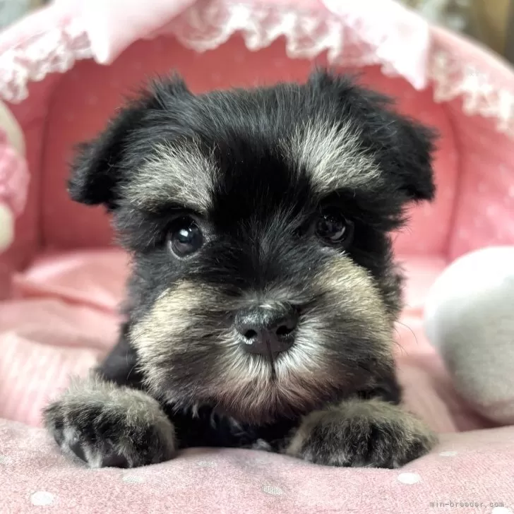 shadow 様のお迎えした子犬