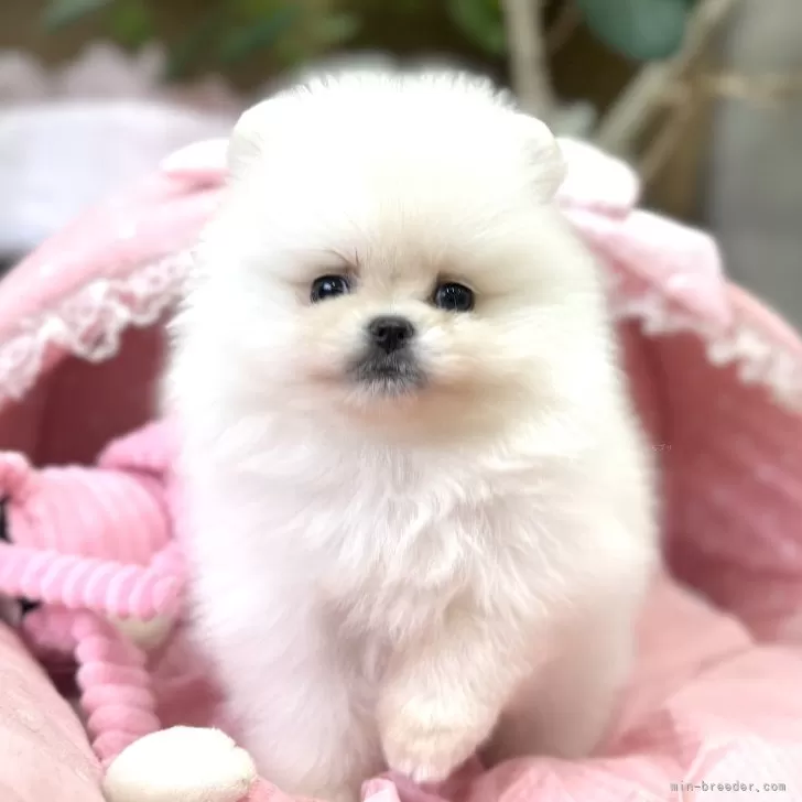 Y. 様のお迎えした子犬