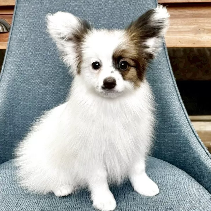 ID:2506-00754の子犬