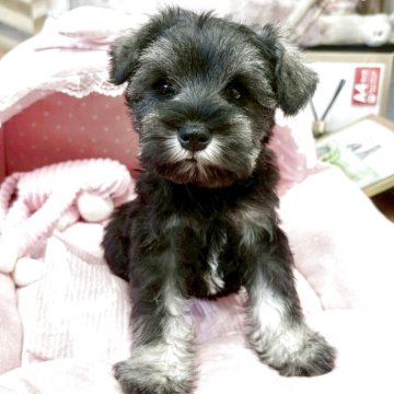 ミニチュアシュナウザー【大阪府・女の子・2025年10月17日・ソルト&ペッパー】の写真「血統優秀！とても可愛いお嬢さん💛」