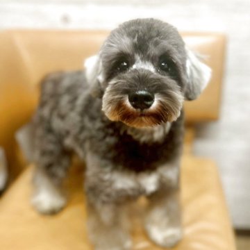ミニチュアシュナウザー【大阪府・男の子・2025年4月16日・ソルト&ペッパー】の写真「パパチャンピオン！とても綺麗な男の子💛」