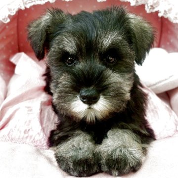 ミニチュアシュナウザー【大阪府・男の子・2025年9月12日・ソルト&ペッパー】の写真「パパチャンピオン！クリクリお目目がとても可愛いボク」