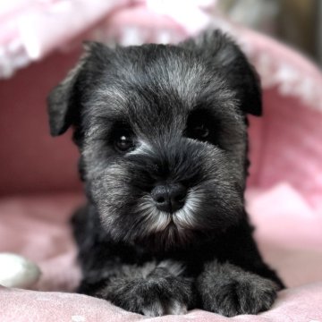 ミニチュアシュナウザー【大阪府・男の子・2025年1月22日・ソルト&ペッパー】の写真「血統優秀！とてもとても可愛いボクです★」