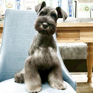 ミニチュアシュナウザー【大阪府・男の子・2025年6月29日・ソルト&ペッパー】の写真「血統優秀！とても綺麗なナチュラルテール君💛」