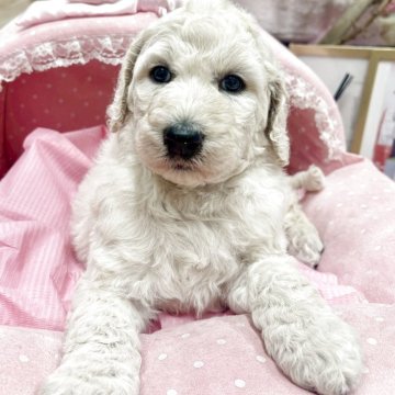 スタンダードプードル【大阪府・男の子・2025年10月17日・クリーム】の写真「目力強し！きりっとした男前君♡」