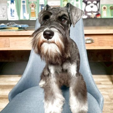 ミニチュアシュナウザー【大阪府・男の子・2025年5月23日・ブラック&シルバー】の写真「血統優秀！とてもとても可愛いボクです★」