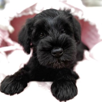 ミニチュアシュナウザー【大阪府・男の子・2025年8月29日・ブラック】の写真「血統優秀!とても可愛い美男子君💛」