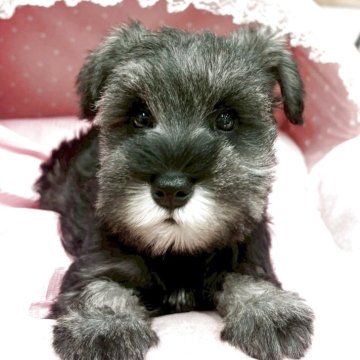 ミニチュアシュナウザー【大阪府・女の子・2025年9月20日・ソルト&ペッパー】の写真「血統優秀！とてもとても可愛いお嬢さん★」