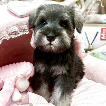 ミニチュアシュナウザー【大阪府・男の子・2025年10月18日・ソルト&ペッパー】の写真「血統優秀！とてもとても可愛いボクです★」