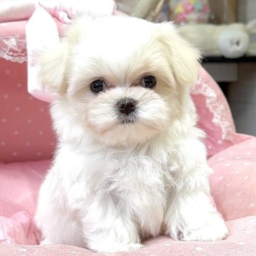 マルチーズ【大阪府・男の子・2025年4月14日・ホワイト】の写真「むぎゅーっと詰まったかわい子ちゃん♡」