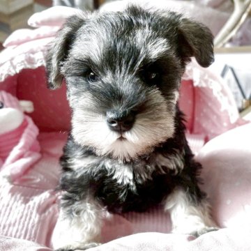 ミニチュアシュナウザー【大阪府・女の子・2025年10月18日・ソルト&ペッパー】の写真「優しいお顔のとても可愛いお嬢さん💛」