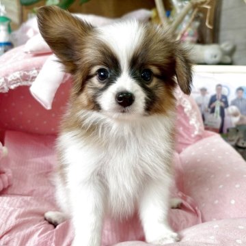 パピヨン【大阪府・男の子・2025年9月6日・ホワイト&ブラウン】の写真「とてもとても綺麗なお顔をした美男子君💛」