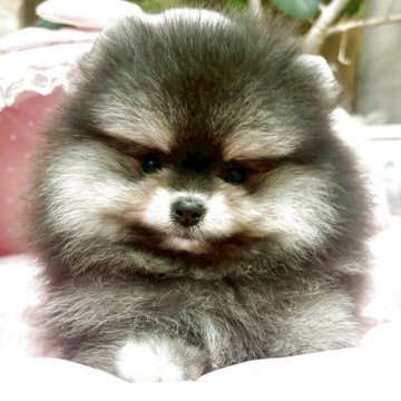 ポメラニアン【大阪府・女の子・2025年9月24日・ブラック&タン】の写真「爆毛ちゃん♡まん丸ボールみたいに可愛い女の子💛」